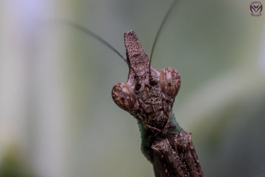 Anasigerpes bifasciata