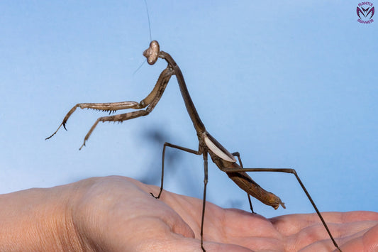 Phasmomantis sumichrasti  - Giant Mexican mantis