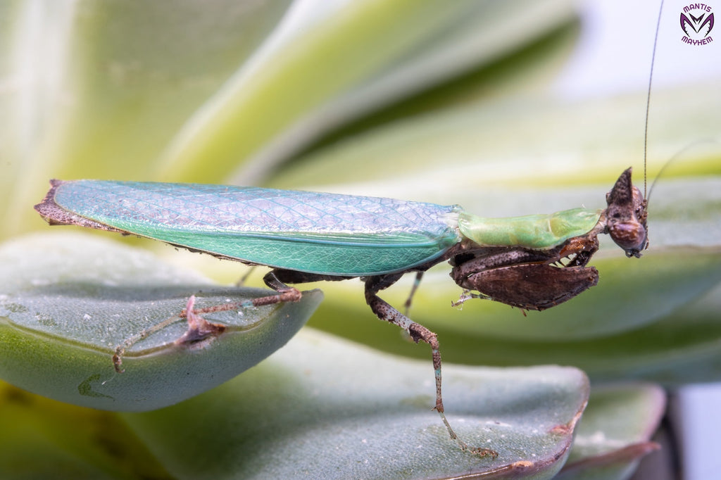 Anasigerpes bifasciata