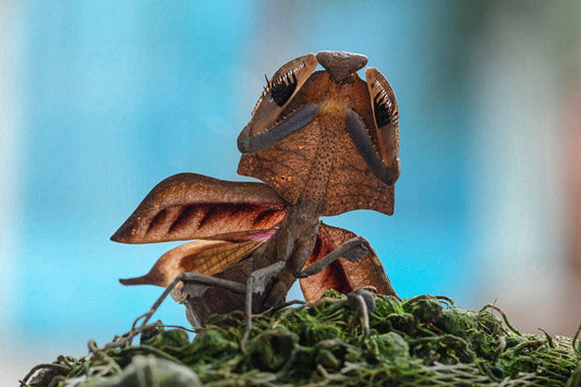 Deroplatys gorochovi - Vietnamese dead leaf