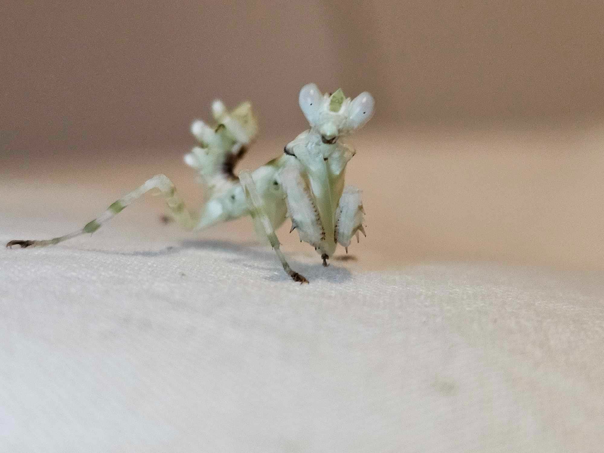 Theopropus elegans - Banded flower mantis