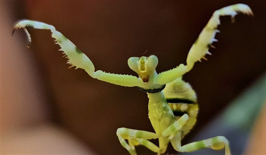 Theopropus elegans - Banded flower mantis