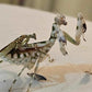 Theopropus elegans - Banded flower mantis