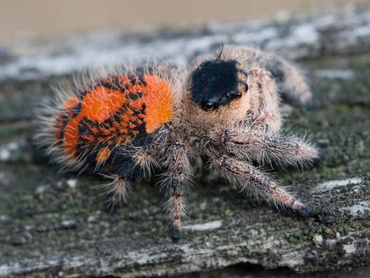 Phidippus regius Soroa