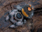 Phidippus regius Sierra De Baoruco