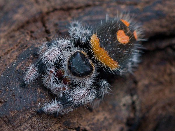 Phidippus regius Sierra De Baoruco