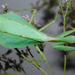 Pseudoxyops perpulchra - Peruvian Leaf Mantis