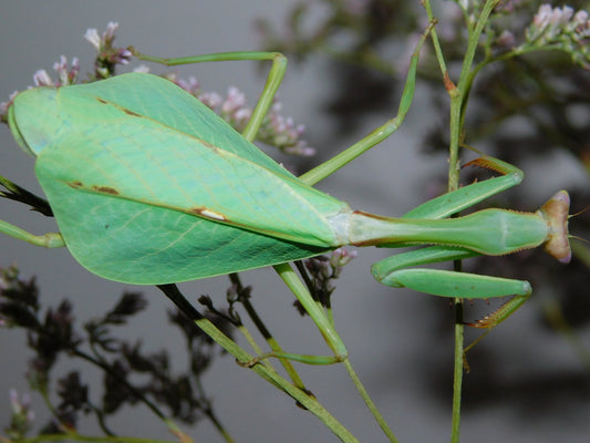 Pseudoxyops perpulchra - Peruvian Leaf Mantis