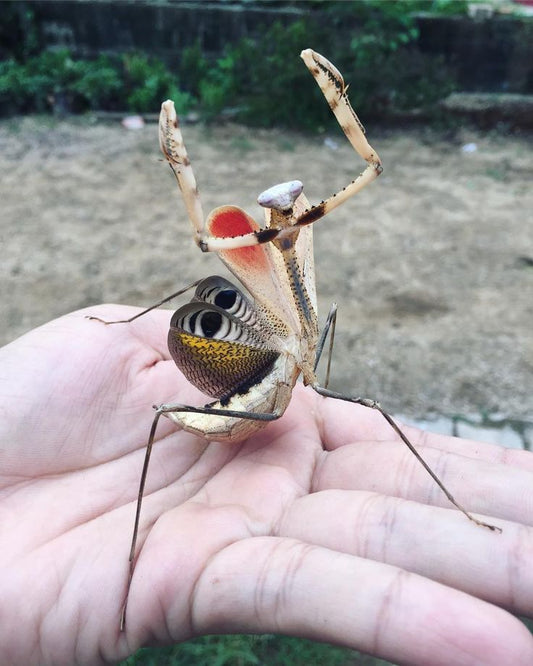 Pseudempusa pinnapavonis - Peacock mantis