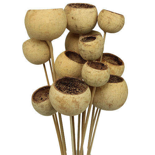 Natural Dried Decor Pack