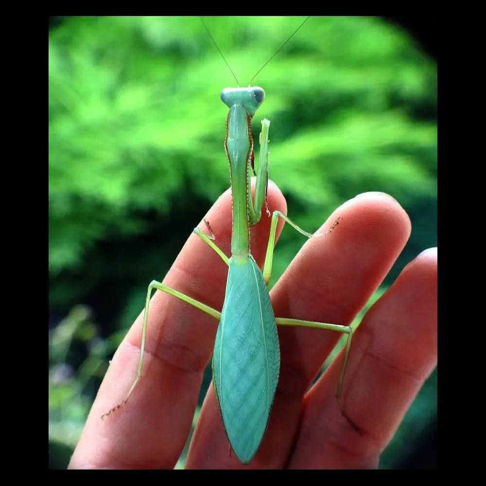 Champ Mantis Mantis Mayhem - Pets out of this World
