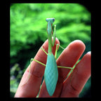 Camelomantis - Asian Leaf mantis