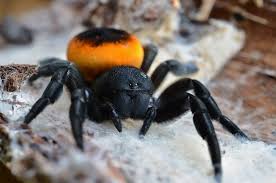 Orange-ring ladybird spider, Eresus walckenaeri