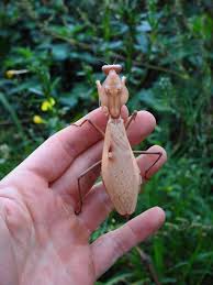 Tamolanica tamolana - New Guinea shield mantis