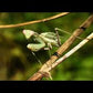 Sphodromantis viridis - Giant African mantis