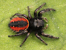 Phidippus johnsoni - red-backed jumping spider