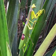 Stagmatoptera supplicaria - Amazonian Spot-Wing Mantis