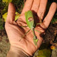 Stagmatoptera supplicaria - Amazonian Spot-Wing Mantis