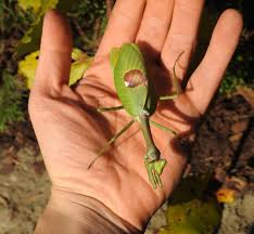 Stagmatoptera supplicaria - Amazonian Spot-Wing Mantis