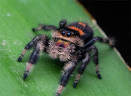 Phidippus regius dos gardenias
