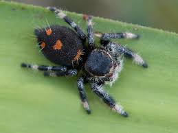 Phidippus regius dos gardenias