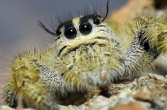 Hyllus diardi - eyelash jumping spider