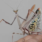 Heterochaeta orientalis - Cats eyed mantis