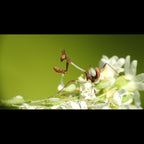 Idolomorpha lateralis - Alien head mantis