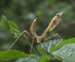 Pseudempusa pinnapavonis - Peacock mantis