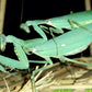 Harabiro Mantis - Hierodula patellifera