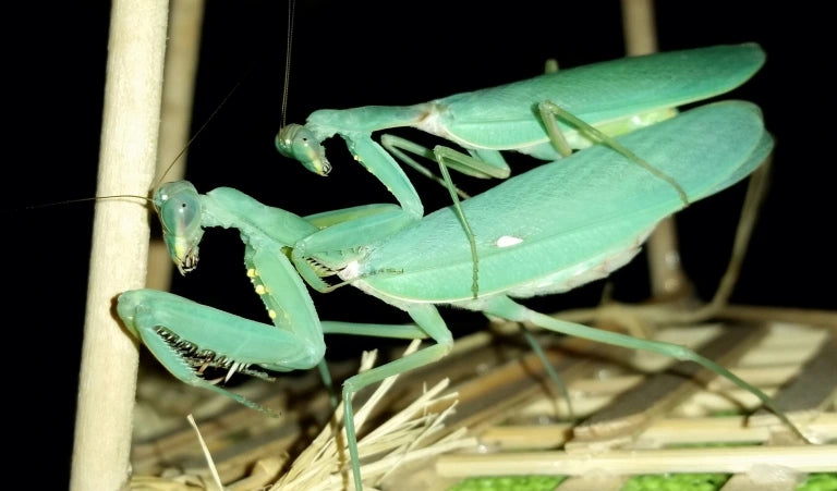 Harabiro Mantis - Hierodula patellifera