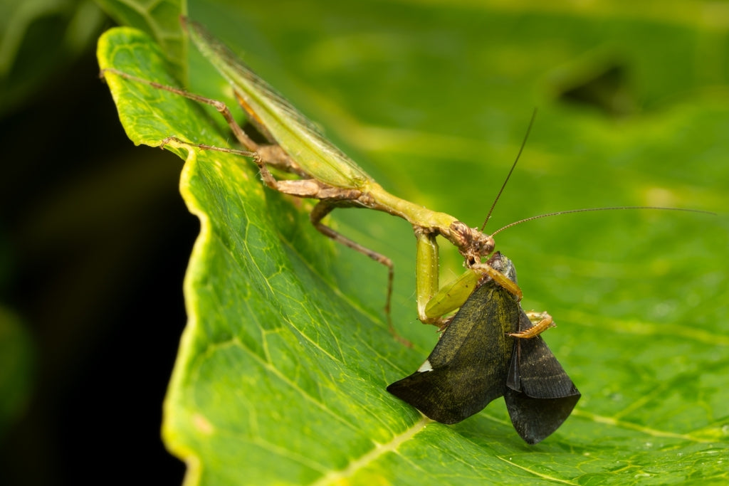 Acromantis hainana - Hainan boxer mantis