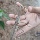 Timor giant mantis - Hierodula timorensis