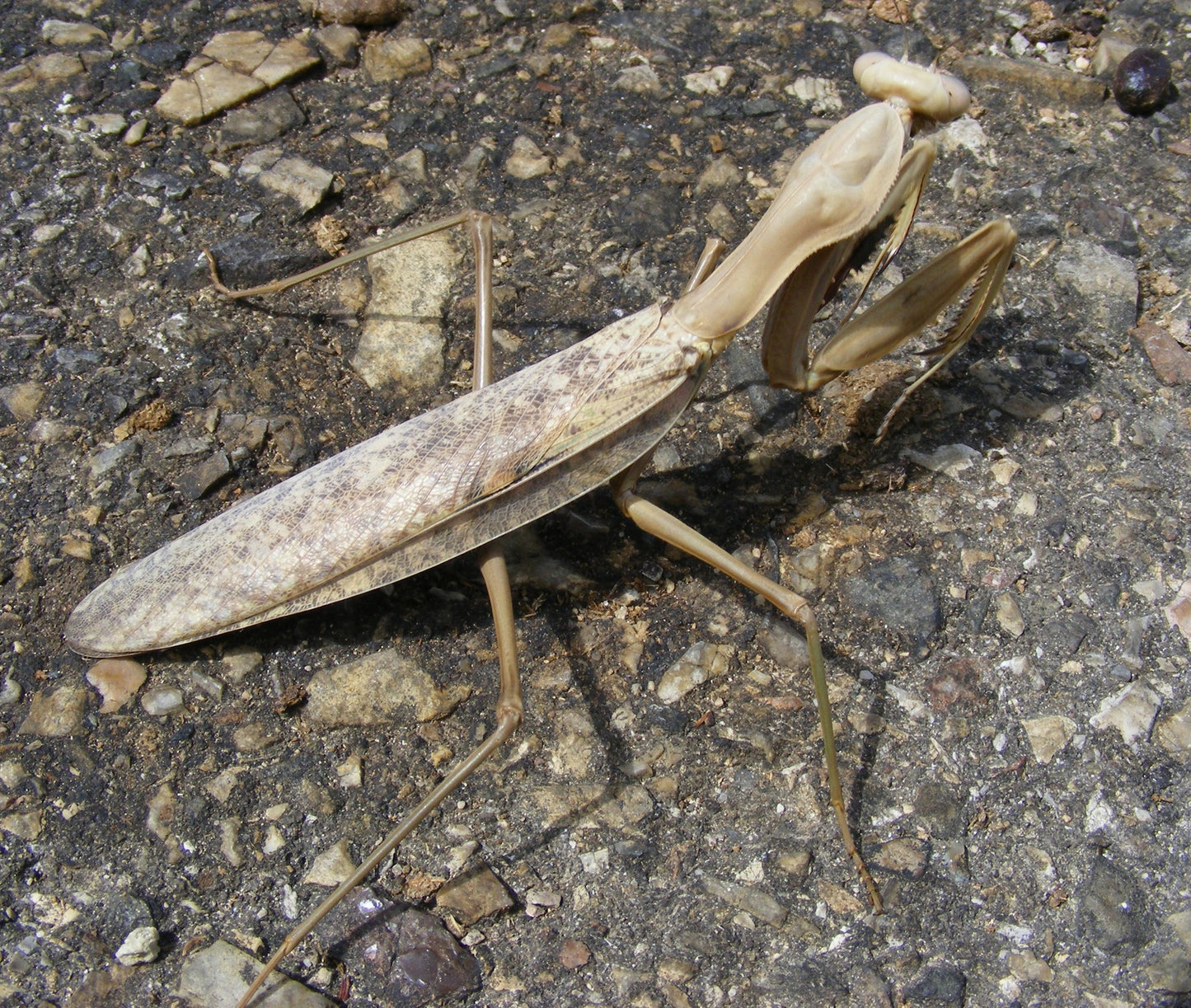 Timor giant mantis - Hierodula timorensis