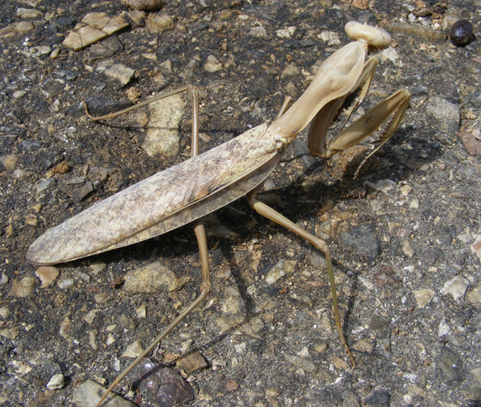 Hierodula timorensis - Timor giant mantis