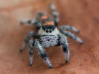 Phidippus regius Sierra De Baoruco