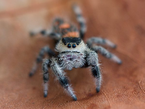Phidippus regius Sierra De Baoruco