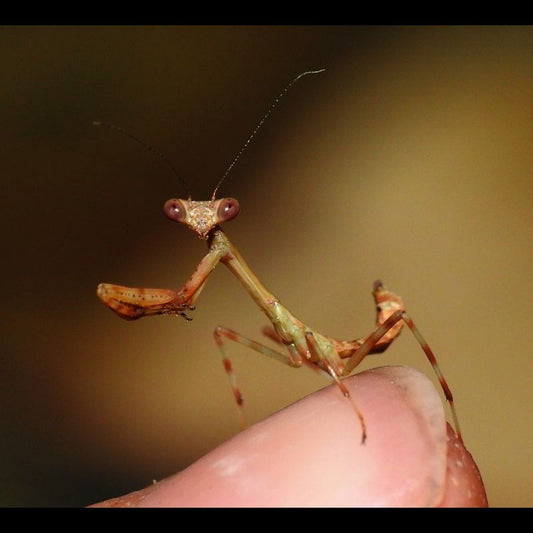 Pseudoxyops perpulchra - Peruvian Leaf Mantis