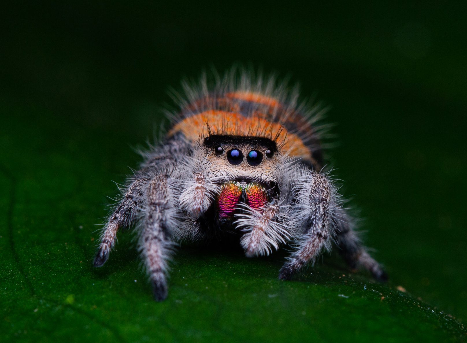 Phidippus Regius Everglades
