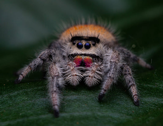 Phidippus regius Soroa