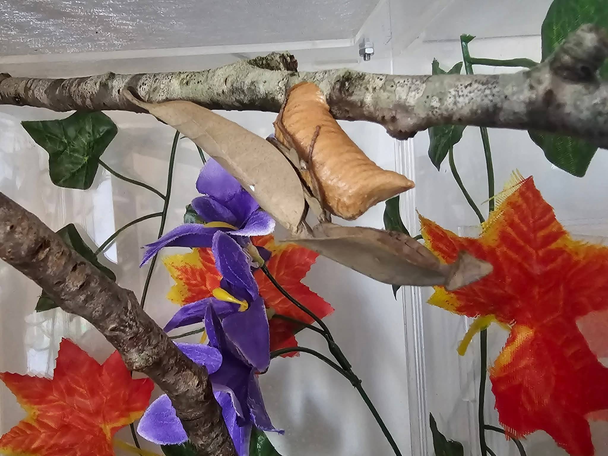 Deroplatys truncata - Dead leaf mantis