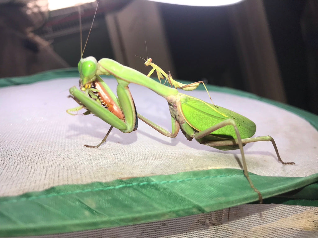 Rhombodera megaera - Giant Thai Shield Mantis