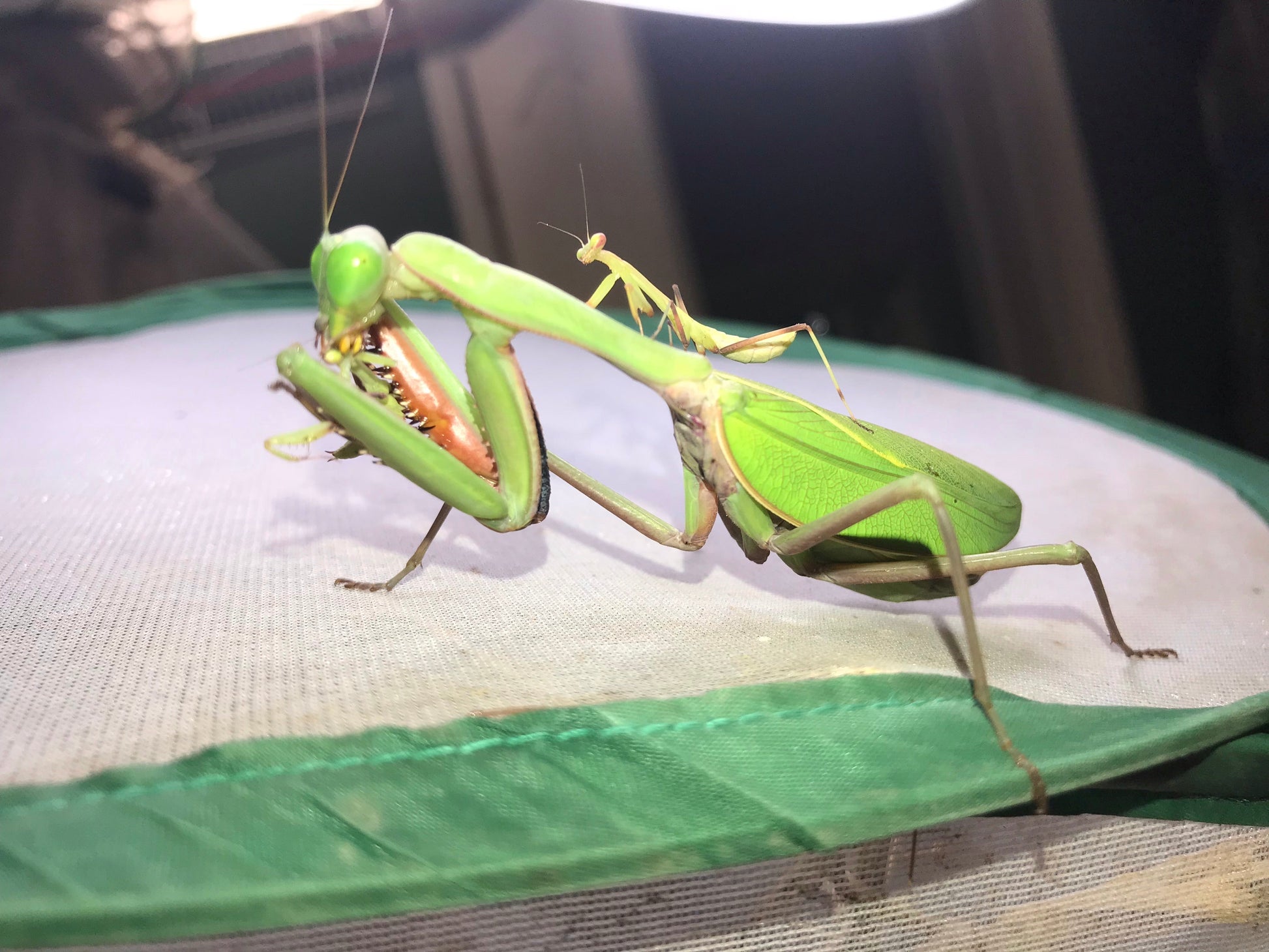 Rhombodera megaera - Giant Thai Shield Mantis