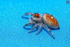 Phidippus regius Ocala