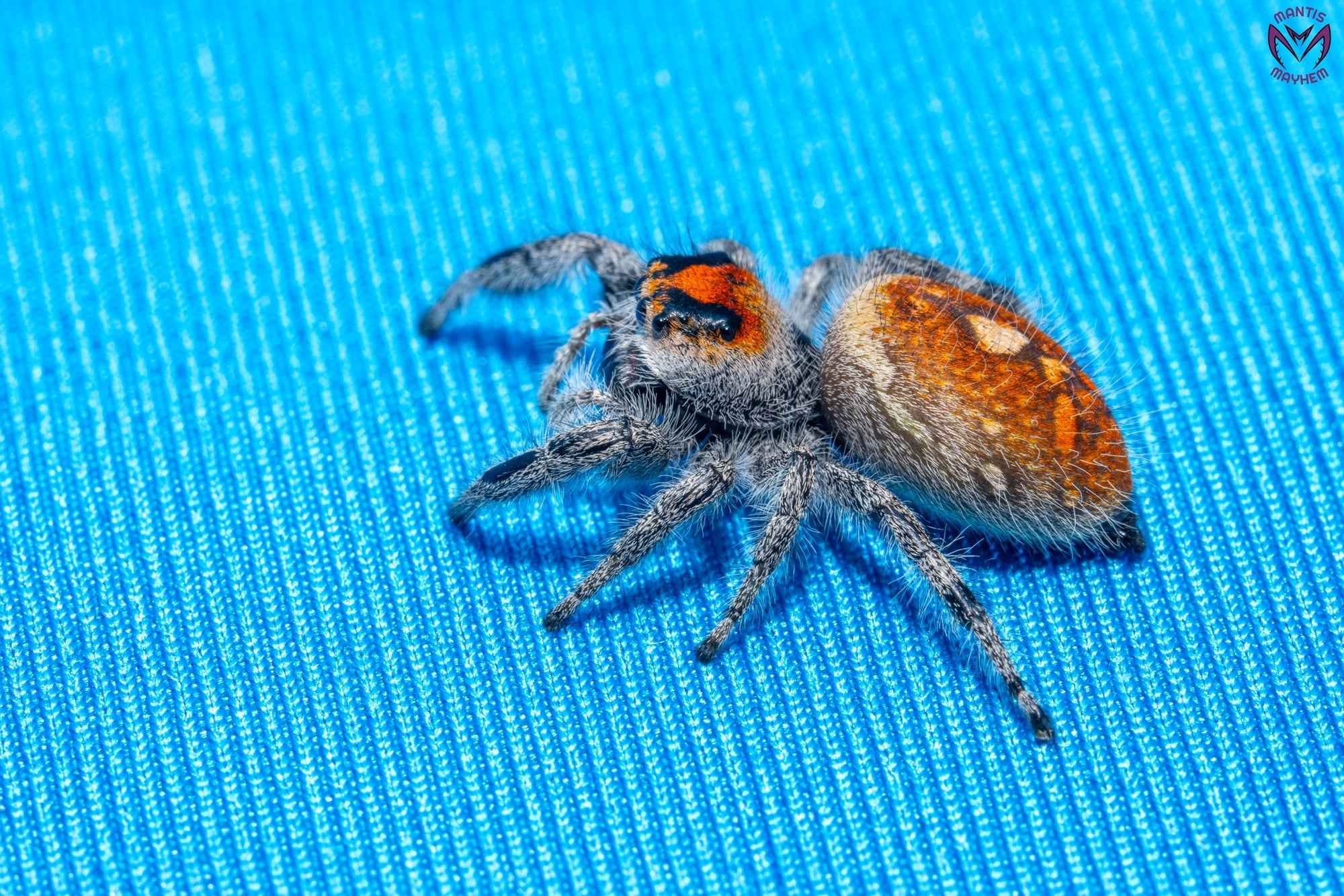 Phidippus regius Ocala