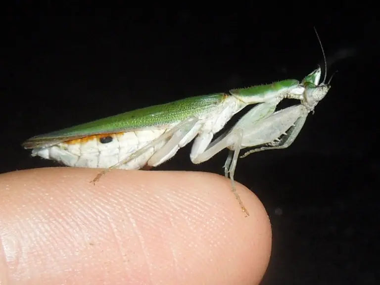 Pseudoharpax virescens - Gambian spotted-eye flower mantis Mantis Mayhem