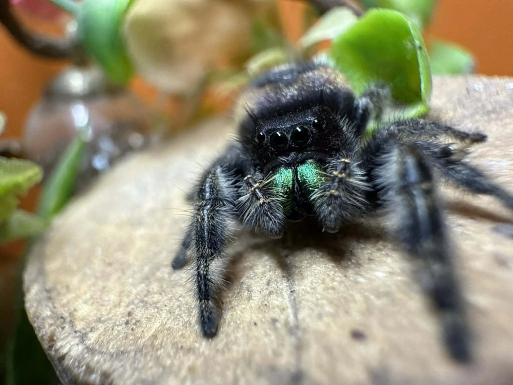 Phidippus audax bryantae Mantis Mayhem