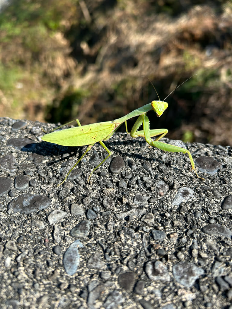 Hierodula chinensis - Chinese reddish mantis