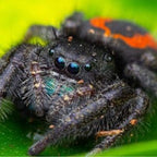 Phidippus ardens - Widow Jumping spider