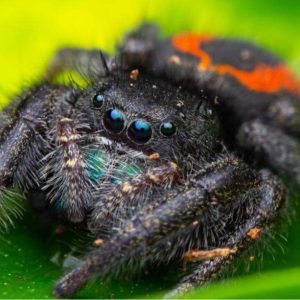 Phidippus ardens - Widow Jumping spider